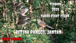 Download lagu suara pikat cigun betina panggil jantan terbaru 2023@sutikchannel1386 mp3