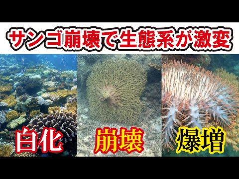 テルペンの一種であるスクアレンの構造。