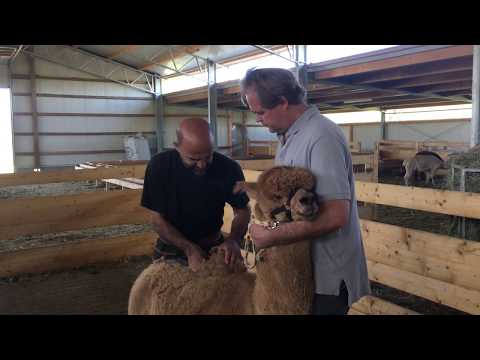 So werden Alpakas geschoren