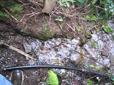 Redwood Spring at BBHSP