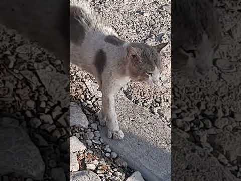 stray male cats yowling nearby female in heat🙃🤩/male cats talking