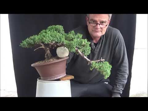 Bonsai 2019-17 - Junipersus Cascade - next step for the juniper