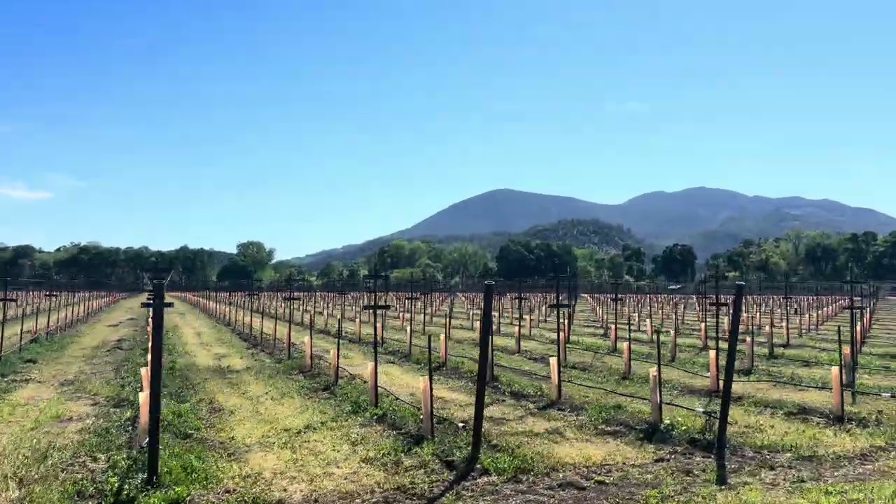 New Vine Planting — Quercus Ranch Sauvignon Blanc vineyard video tour, Big Valley Basin AVA, Lake County, California