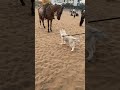 Rugged Whiskey The Husky Huskylovers Husky Siberianhusky Huskyworld Fight Horse Puppy