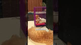 Download lagu Kucing American Shorthair, Bagus Untuk Pemula yang Ingin Adopsi Kucing mp3