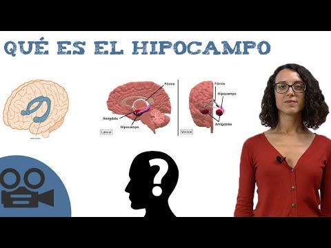What is the hippocampus?