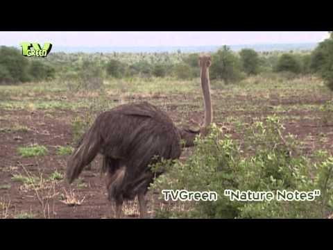 Birds in Kruger National Park #02