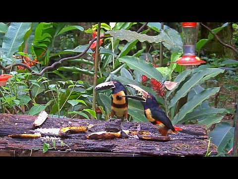 Four Collared Aracaris Visit The Panama Fruit Feeder – Oct. 7, 2020