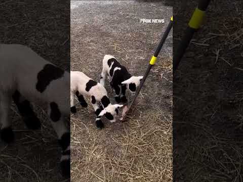 Snack time gets silly at the Memphis Zoo