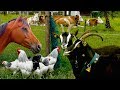 Top25 Most Beautiful Farm Animals Rare Breeds Of Lifestock Cattle Goats Chickens Horse Poultry