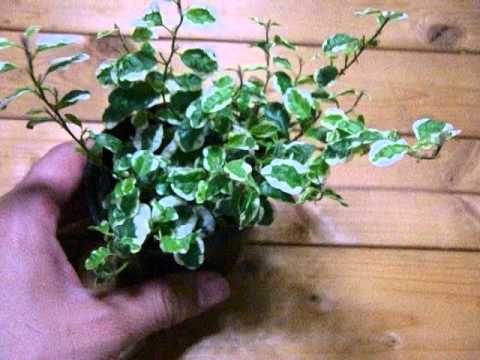 ススキ「プミラ」 植物