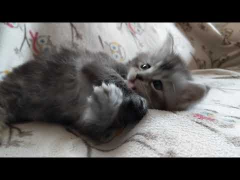 Kitten doesn't know to retract claw!