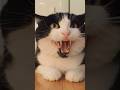 Cats Hissing Compilation ️ Cats Funny Pets Funnypets