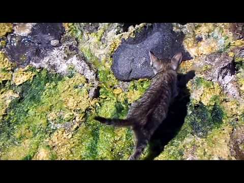roqaya aziz, cat and seabird on the beach