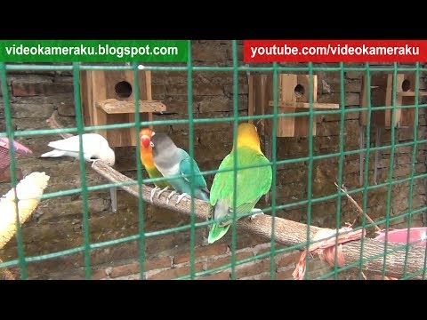 Lovebird Sounds 1 Hour High Quality Live Recording V11