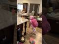 Little Girl Doesn T Want To Go To School