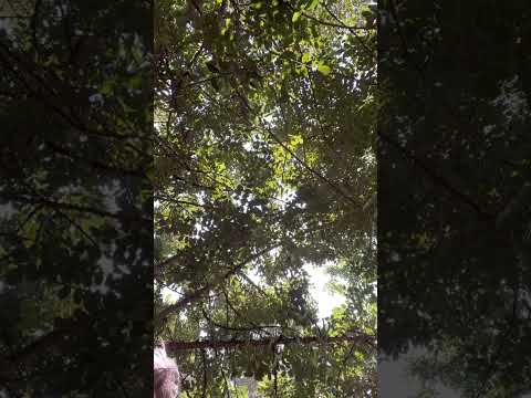 Paul Ferrini, Denn Christus lebt in jedem von euch. Gelesen von Anneli Hernando Medrano