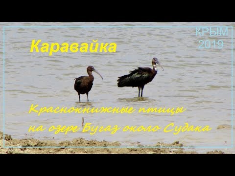 Каравайка Plegadis falcinellus в Крыму, Судак 2019, Бугаз 11 августа. Пара краснокнижных птиц