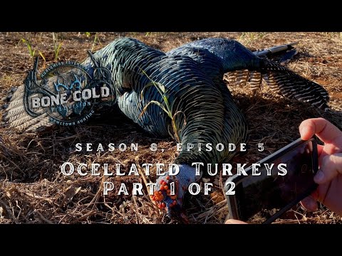 Season 8 Episode 5 Ocellated Turkeys