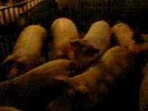 kwiczniki bogdana (porks of boggy)