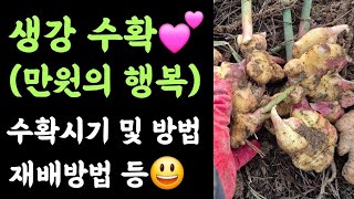 생강 수확????(만원의 행복) 수확시기 및 방법? 재배방법 등 ???? 