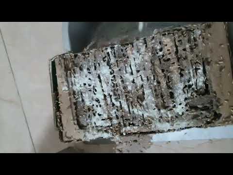 Diệt Mối Tận Gốc Hoc Mon