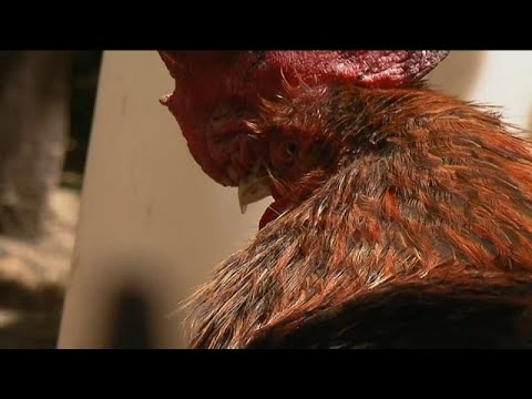 Verklagt: Weil ihr Hahn kräht