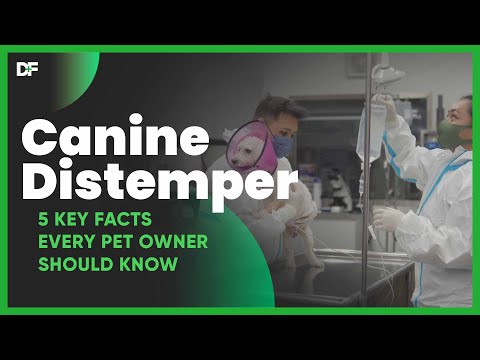 Canine Distemper: 5 Key Facts Every Pet Owner Should Know