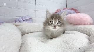 サイベリアンの動画01