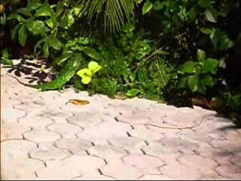 Iguana Recipes Eat An Iguana and Save Mankind