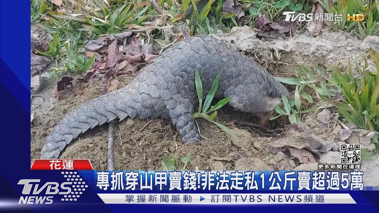 你很可疑!車藏「穿山甲鱗片」毒犯:剛抓的