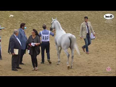 N 133 VICTORIA AL SHAQAB   1st Qatar Arabian Breeders Cup