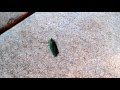 Ants With High Hopes