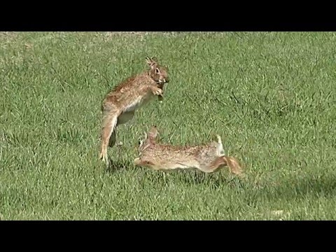 Cottontails Cavorting MBO blog