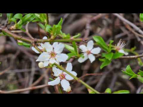 Piekary Śląskie, las Lipka i okolice