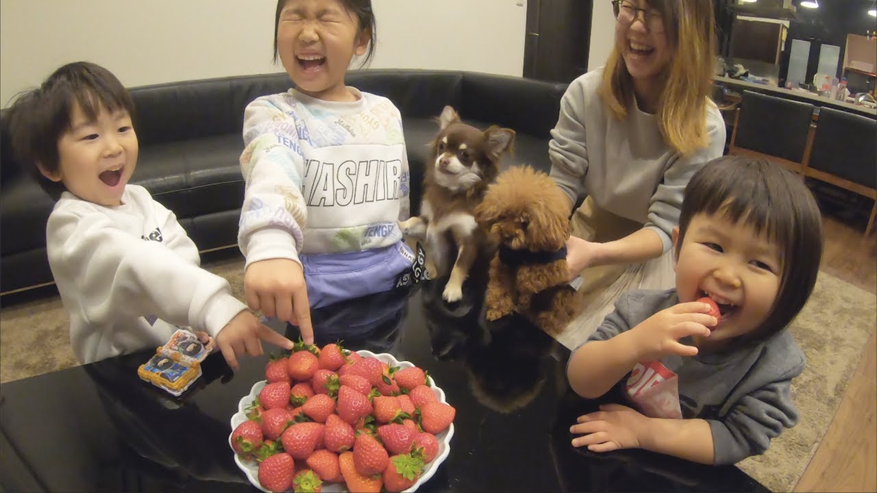 ちょい可愛ドッキリ！帰宅したら大量苺【トイプードル・チワワ】犬と皆の反応は！？