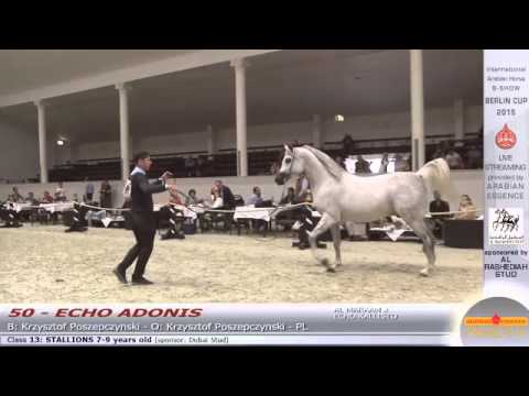 Berlin Cup Werder 2015 - Stallion 7-9 years old (Class 13) - N.50 ECHO ADONIS