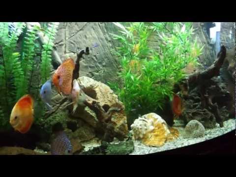 72 Gallon Bowfront Freshwater Discus Aquarium, update 11/26/12