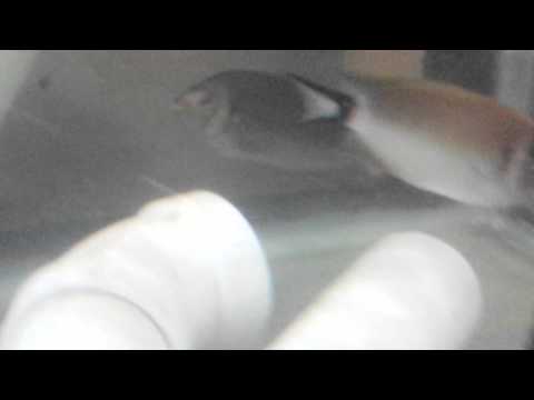 QT - Japanese masked swallowtail angel male