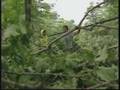 Storms Damage Vermont Sugar Industry
