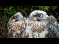 FOREST of BOWLAND - THE RELENTLESS KILLING OF PROTECTED RAPTORS