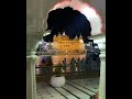 Gurbani Kirtan Shorts