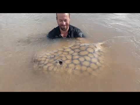 Giant Stingray Extreme Fishing - Argentina - Paraná River - Pesca de Raya Gigante - Excursiones