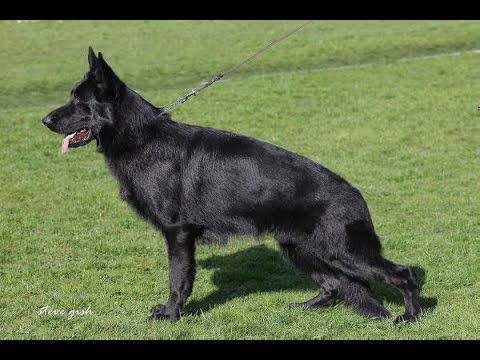 MARGMAN YES-HISTORIAS DE SANGRE-EDUARDO DURAN HAEDO-