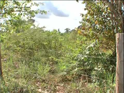 ECOREDE ALTA FLORESTA