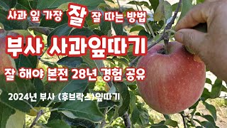 부사 사과 잎따기  이렇게 해야 사과가 좋아 한다