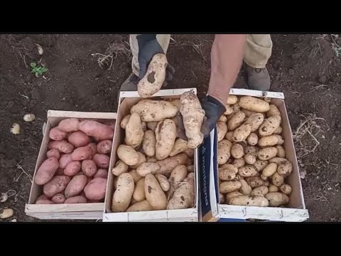 , title : 'Le varietà delle patate'