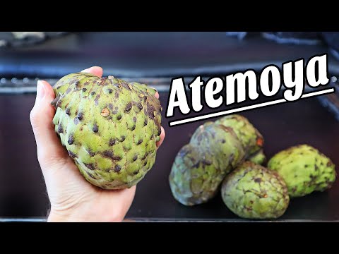 ATEMOYA - Comparing two varieties of one of my favorite fruits - Weird Fruit Explorer