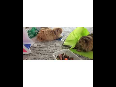 Crystal the Pet Nanny. LLC video.