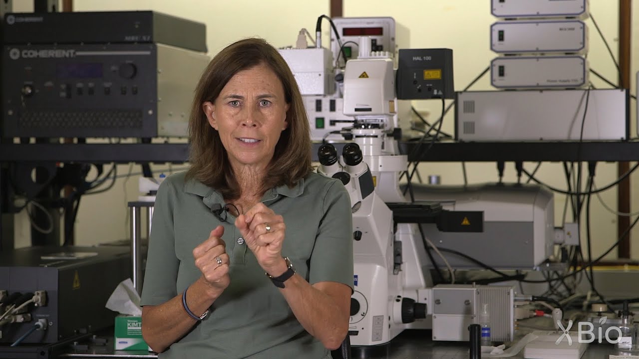 Golgi Apparatus Dynamics